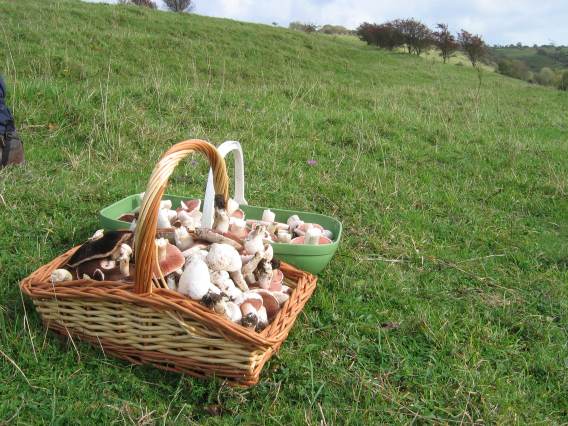 A basket of field mushrooms (credit: Colin Pope)